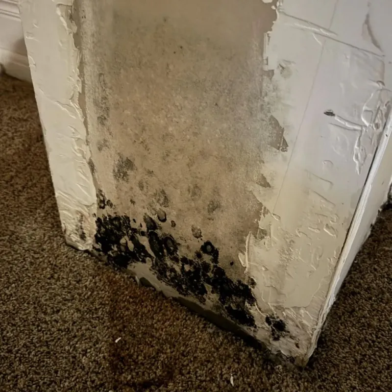 Professional Mold Removal in Collin County, TX
